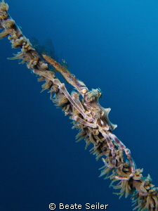 Xenon Crab by Beate Seiler 